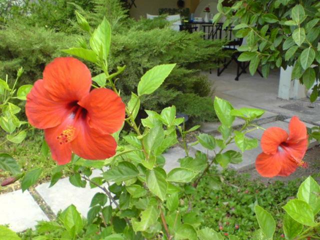 Comfortable Garden Apt Near Vouliagmeni Beach Афины Экстерьер фото